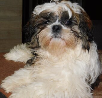 Cudna sunia Bibi shih tzu - 2