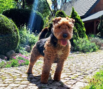 Suka welsh Terrier ZKWP FCI terier - 2