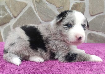 Samiec BORDER COLLIE z Hodowli - Rasowy z pełną dok. - 2