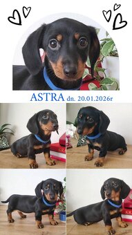 SUCZKA Jamnik krótkowłosy Czarna podpalana Astra Kraków - 2