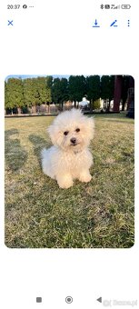 Śliczne pieski Bichone Frise - 2