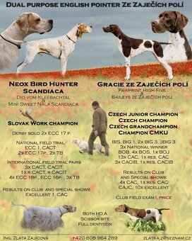 English pointer/ wyzla - 2