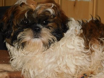 Piękny piesek Niko shih tzu - 2