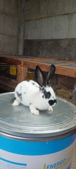 Sprzedam króliki 3 miesięczne - 2