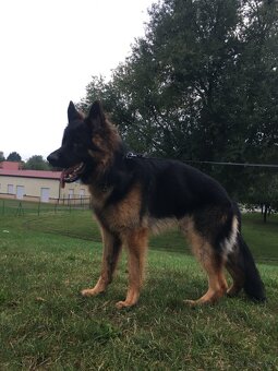 Owczarek Niemiecki - 2