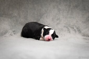 Border collie - 2