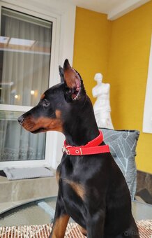 Doberman s PP - 2