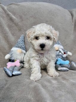 Bichon Frise - 2