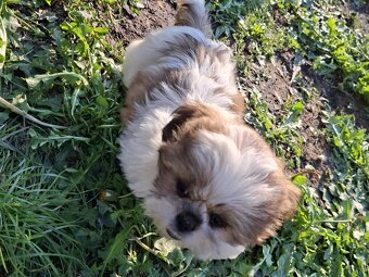 Szczeniaki shih-tzu - 2