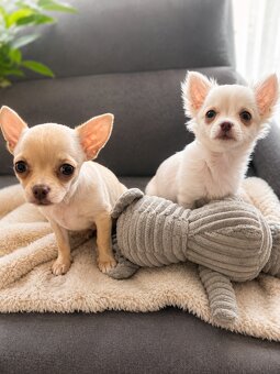 Piękna dziewczynka chihuahua krótkowłosa - 2