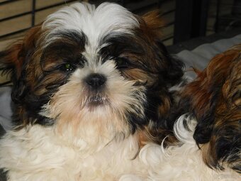 Piękna sunia shih tzu Diana - 2