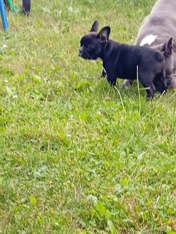 Buldog francuski - 2
