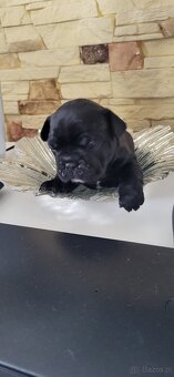 Buldog francuski - 2