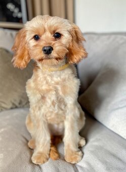 Cavapoo sunia - 2