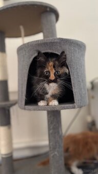 Kocięta Maine Coon FPL - 2