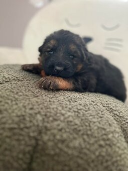 Owczarek Niemiecki Długowłosy - 2