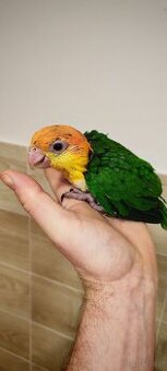 barwinka białobrzucha - 2