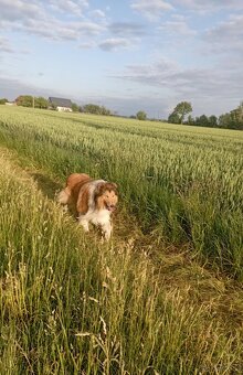 owczarek Szkocki - 2