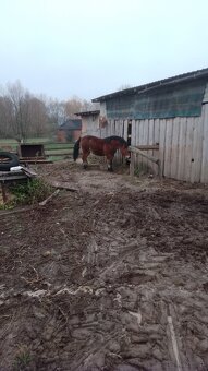 Sprzedam dwie klacze zimnokwiste zrebne - 2