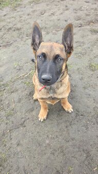 Owczarek belgijski - 2