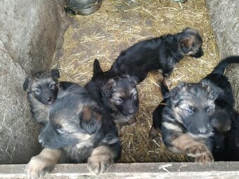 Owczarki niemieckie długowłose - 2