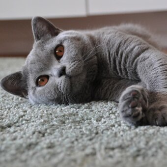 Kocięta brytyjskie krótkowłose - 2