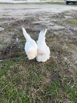 Kury z jajkiem Rossa - 2