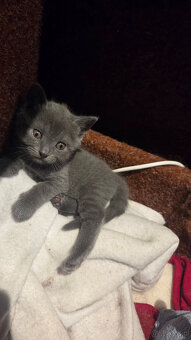 Kocięta kartuskie (Chartreux) z rodowodem FIFe na sprzedaż - 2