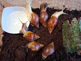 Sprzedam Ślimaki afrykańskie Lissachatina (Achatina)fulicia - 2