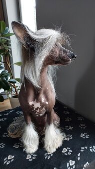 Chiński Grzywacz ZKwP/FCI Reproduktor - 2