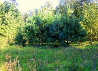 Ostrówek, Dąbrówka, Wołomin, Mazowieckie - działka budowlana - 2