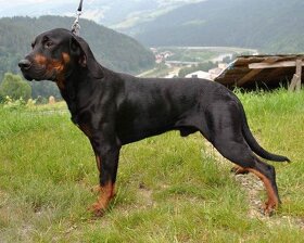 Reproduktory rasy GOŃCZY POLSKI użytkowe zapraszają suczki - 2