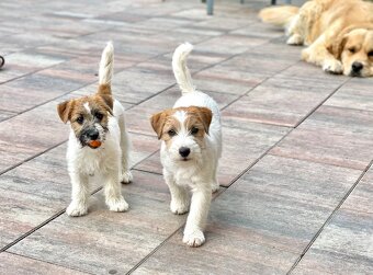 Jack Russell Terrier FCI ZKWP - 2