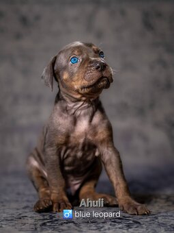 Louisiana Catahoula Leopard Dog - 2