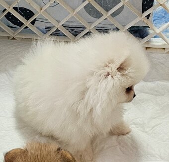 Pomeranian - 2
