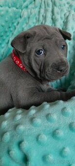 Thai Ridgeback Dog- Dog Thajski - 2