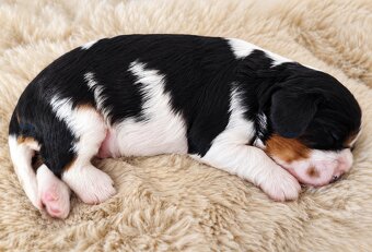 Cavalier King Charles spaniel piesek - 2