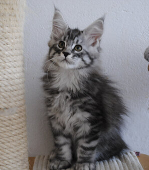 Śliczny srebrzysty kocurek maine coon - 2