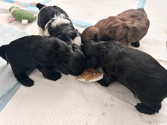 Szczeniaki shih-tzu - 2