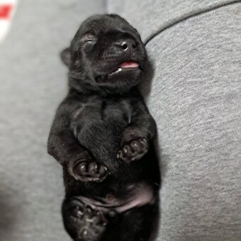 sznaucer średni pieprz i sół - 2