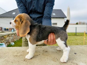 Szczenięta beagle z rodowodem - 2