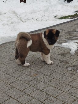 Akita amerykańska pies - 2