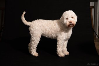 Lagotto romagnolo -szczenięta ur. 19.03.2025 r. - 2