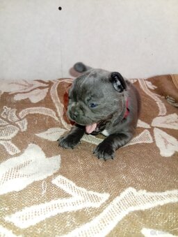 Buldog francuski - 2