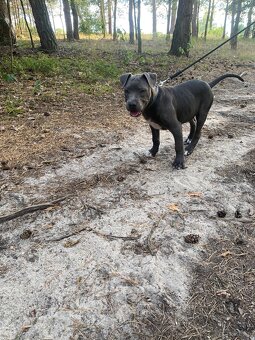 Pieski Pitbull - 2