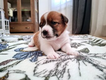 Choco Jack Russell Terrier ZKwP FCI - 2