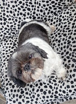 Sprzedam Shih tzu - 2