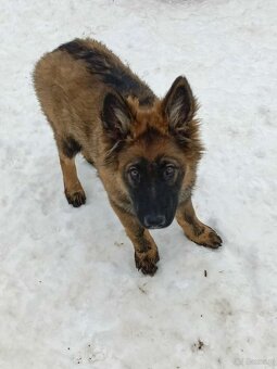 Suczka owczarek niemiecki długowłosy - 2