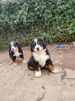 Szczenieta Berneński Pies Pasterski - 2