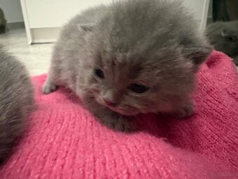 Koty brytyjskie niebieskie krótkowłose z rodowodem - 2